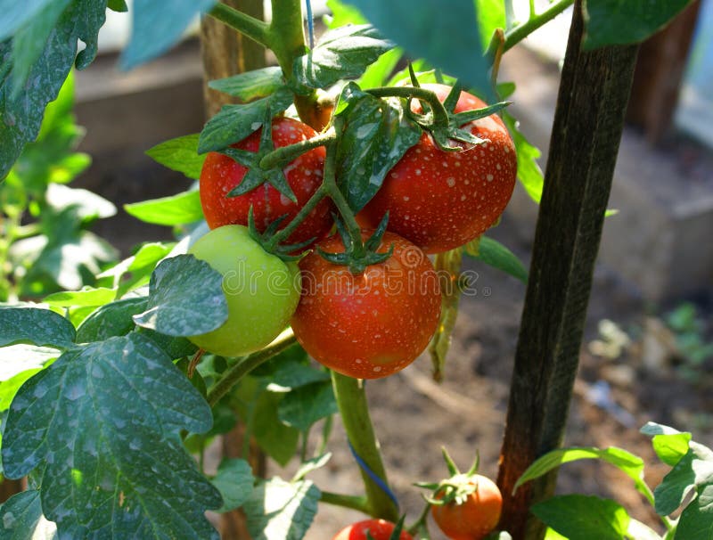 农业保护 免版税图库摄影