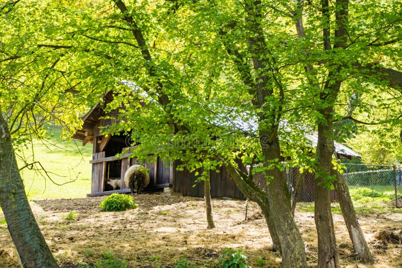 Sheeps eating hay on farm, back view. Lambs feeding at trough near barn. Rural countryside landscape. High quality photo. Sheeps eating hay on farm, back view. Lambs feeding at trough near barn. Rural countryside landscape. High quality photo