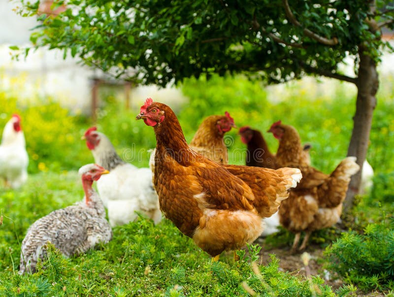 A protrait of chicken at the farm. A protrait of chicken at the farm