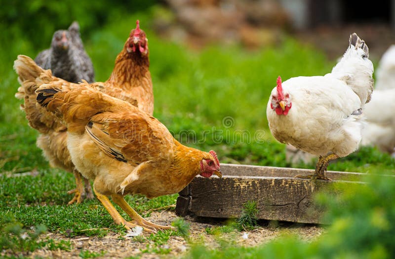 A protrait of chicken at the farm. A protrait of chicken at the farm