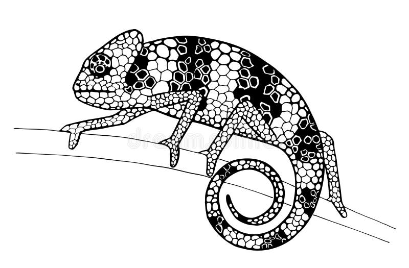 Hand drawn black and white chameleon sitting on a branch. Hand drawn black and white chameleon sitting on a branch