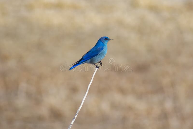 Image shows a Mountain Bluebird, sitting on small twig or stick. Liked how the blue of his feathers contrasted nicely against the yellows and earthen tones of the winter grass and vegetation. The powder-blue male Mountain Bluebird is among the most beautiful birds of the West. Living in more open terrain than the other two bluebirds, this species may nest in holes in cliffs or dirt banks when tree hollows are not available. It often seeks its food by hovering low over the grass in open fields. During the winter, Mountain Bluebirds often gather in large flocks, even by the hundreds, sometimes associating with Western Bluebirds. Taken in late winter Southwest Colorado. Image shows a Mountain Bluebird, sitting on small twig or stick. Liked how the blue of his feathers contrasted nicely against the yellows and earthen tones of the winter grass and vegetation. The powder-blue male Mountain Bluebird is among the most beautiful birds of the West. Living in more open terrain than the other two bluebirds, this species may nest in holes in cliffs or dirt banks when tree hollows are not available. It often seeks its food by hovering low over the grass in open fields. During the winter, Mountain Bluebirds often gather in large flocks, even by the hundreds, sometimes associating with Western Bluebirds. Taken in late winter Southwest Colorado