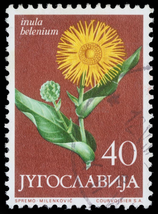 在南斯拉夫打印的邮票显示土木香