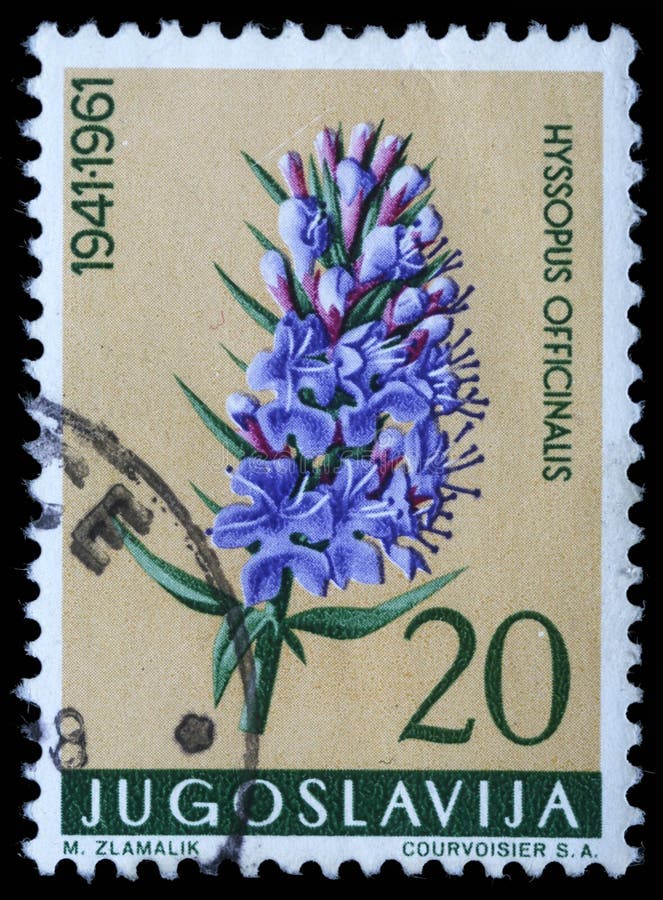 在南斯拉夫打印的邮票显示海索草