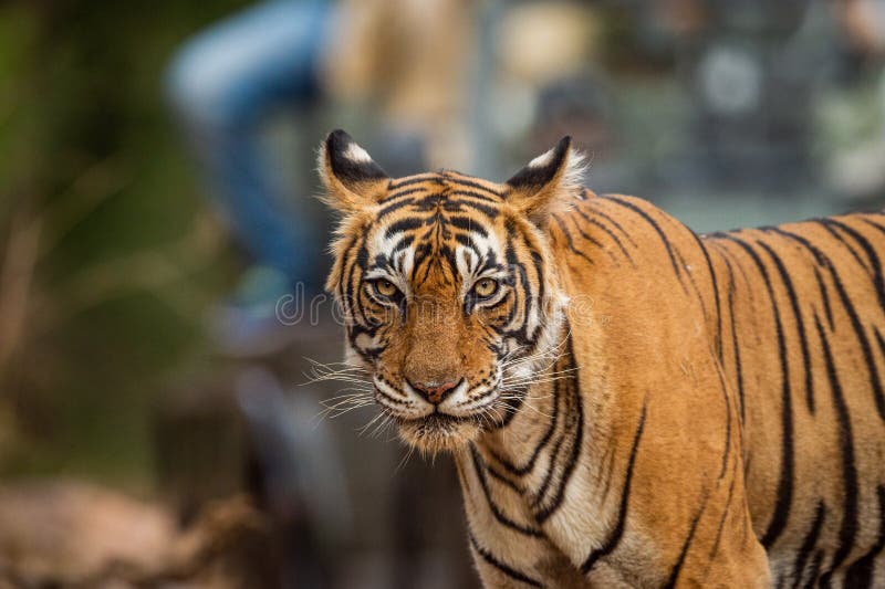 Wild Bengal Tiger eyes looking straight to the camera at Ranthambore National Park, Rajasthan, India with isolated background on jungle track. Clean image of Apex predator of dry deciduous forest of central india - panthera tigris. Wild Bengal Tiger eyes looking straight to the camera at Ranthambore National Park, Rajasthan, India with isolated background on jungle track. Clean image of Apex predator of dry deciduous forest of central india - panthera tigris