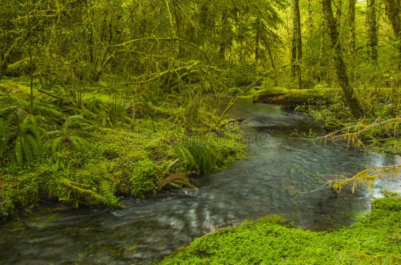 Small river in the lush mossy Hoh rain forest of Olympic National Park Washington state. Small river in the lush mossy Hoh rain forest of Olympic National Park Washington state