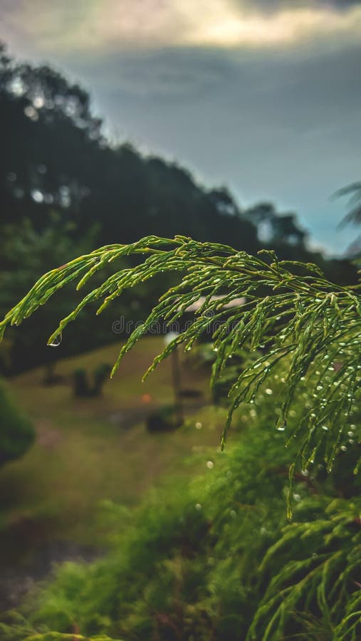 在叶子上留下水滴的雨 免版税库存照片