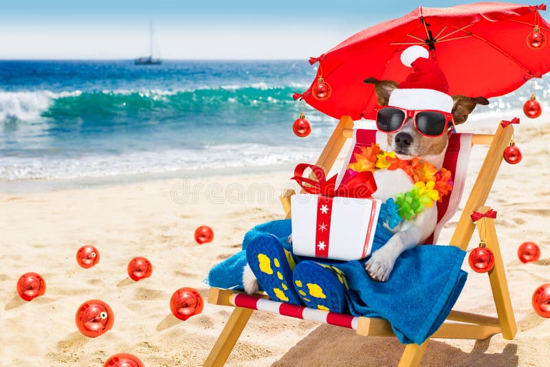 Jack russell dog in hammock beach chair on summer christmas vacation holidays, with red santa claus hat and xmas gift or present box , balls all over the place in background. Jack russell dog in hammock beach chair on summer christmas vacation holidays, with red santa claus hat and xmas gift or present box , balls all over the place in background