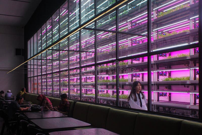 A farm combined with a restaurant in the Semai seeding room is the backdrop for a restaurant cafe in the Alam Sutera area, South Tangerang, Indonesia, Friday (17 2 2023). Controlled Environment Agriculture (CEA), initiated by young farmer Dominique Alexandra, has been running for one year by planting 20 types of food and medicinal plants such as Arugula (spicy), Swiss Chards (earth flavour), Chervils (unique), Viola (edible flowers), Red Veined Sorrels (tamarind) which are harvested six times a month are marketed to various restaurants in Indonesia such as Arugula, Swiss Chards, Chervil, Viola, Red Veined Sorrel, and are the main attraction for visitors to the cafe. A farm combined with a restaurant in the Semai seeding room is the backdrop for a restaurant cafe in the Alam Sutera area, South Tangerang, Indonesia, Friday (17 2 2023). Controlled Environment Agriculture (CEA), initiated by young farmer Dominique Alexandra, has been running for one year by planting 20 types of food and medicinal plants such as Arugula (spicy), Swiss Chards (earth flavour), Chervils (unique), Viola (edible flowers), Red Veined Sorrels (tamarind) which are harvested six times a month are marketed to various restaurants in Indonesia such as Arugula, Swiss Chards, Chervil, Viola, Red Veined Sorrel, and are the main attraction for visitors to the cafe.