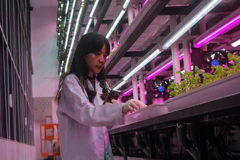 A farm combined with a restaurant in the Semai seeding room is the backdrop for a restaurant cafe in the Alam Sutera area, South Tangerang, Indonesia, Friday (17 2 2023). Controlled Environment Agriculture (CEA), initiated by young farmer Dominique Alexandra, has been running for one year by planting 20 types of food and medicinal plants such as Arugula (spicy), Swiss Chards (earth flavour), Chervils (unique), Viola (edible flowers), Red Veined Sorrels (tamarind) which are harvested six times a month are marketed to various restaurants in Indonesia such as Arugula, Swiss Chards, Chervil, Viola, Red Veined Sorrel, and are the main attraction for visitors to the cafe. A farm combined with a restaurant in the Semai seeding room is the backdrop for a restaurant cafe in the Alam Sutera area, South Tangerang, Indonesia, Friday (17 2 2023). Controlled Environment Agriculture (CEA), initiated by young farmer Dominique Alexandra, has been running for one year by planting 20 types of food and medicinal plants such as Arugula (spicy), Swiss Chards (earth flavour), Chervils (unique), Viola (edible flowers), Red Veined Sorrels (tamarind) which are harvested six times a month are marketed to various restaurants in Indonesia such as Arugula, Swiss Chards, Chervil, Viola, Red Veined Sorrel, and are the main attraction for visitors to the cafe.