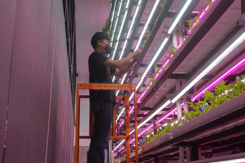 A farm combined with a restaurant in the Semai seeding room is the backdrop for a restaurant cafe in the Alam Sutera area, South Tangerang, Indonesia, Friday (17 2 2023). Controlled Environment Agriculture (CEA), initiated by young farmer Dominique Alexandra, has been running for one year by planting 20 types of food and medicinal plants such as Arugula (spicy), Swiss Chards (earth flavour), Chervils (unique), Viola (edible flowers), Red Veined Sorrels (tamarind) which are harvested six times a month are marketed to various restaurants in Indonesia such as Arugula, Swiss Chards, Chervil, Viola, Red Veined Sorrel, and are the main attraction for visitors to the cafe. A farm combined with a restaurant in the Semai seeding room is the backdrop for a restaurant cafe in the Alam Sutera area, South Tangerang, Indonesia, Friday (17 2 2023). Controlled Environment Agriculture (CEA), initiated by young farmer Dominique Alexandra, has been running for one year by planting 20 types of food and medicinal plants such as Arugula (spicy), Swiss Chards (earth flavour), Chervils (unique), Viola (edible flowers), Red Veined Sorrels (tamarind) which are harvested six times a month are marketed to various restaurants in Indonesia such as Arugula, Swiss Chards, Chervil, Viola, Red Veined Sorrel, and are the main attraction for visitors to the cafe.