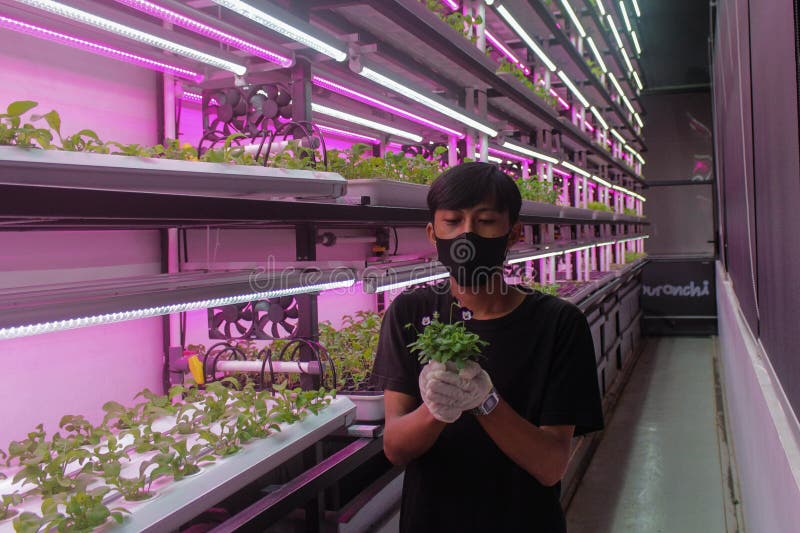 A farm combined with a restaurant in the Semai seeding room is the backdrop for a restaurant cafe in the Alam Sutera area, South Tangerang, Indonesia, Friday (17 2 2023). Controlled Environment Agriculture (CEA), initiated by young farmer Dominique Alexandra, has been running for one year by planting 20 types of food and medicinal plants such as Arugula (spicy), Swiss Chards (earth flavour), Chervils (unique), Viola (edible flowers), Red Veined Sorrels (tamarind) which are harvested six times a month are marketed to various restaurants in Indonesia such as Arugula, Swiss Chards, Chervil, Viola, Red Veined Sorrel, and are the main attraction for visitors to the cafe. A farm combined with a restaurant in the Semai seeding room is the backdrop for a restaurant cafe in the Alam Sutera area, South Tangerang, Indonesia, Friday (17 2 2023). Controlled Environment Agriculture (CEA), initiated by young farmer Dominique Alexandra, has been running for one year by planting 20 types of food and medicinal plants such as Arugula (spicy), Swiss Chards (earth flavour), Chervils (unique), Viola (edible flowers), Red Veined Sorrels (tamarind) which are harvested six times a month are marketed to various restaurants in Indonesia such as Arugula, Swiss Chards, Chervil, Viola, Red Veined Sorrel, and are the main attraction for visitors to the cafe.