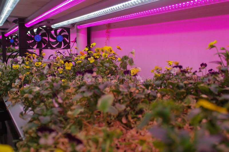 A farm combined with a restaurant in the Semai seeding room is the backdrop for a restaurant cafe in the Alam Sutera area, South Tangerang, Indonesia, Friday (17 2 2023). Controlled Environment Agriculture (CEA), initiated by young farmer Dominique Alexandra, has been running for one year by planting 20 types of food and medicinal plants such as Arugula (spicy), Swiss Chards (earth flavour), Chervils (unique), Viola (edible flowers), Red Veined Sorrels (tamarind) which are harvested six times a month are marketed to various restaurants in Indonesia such as Arugula, Swiss Chards, Chervil, Viola, Red Veined Sorrel, and are the main attraction for visitors to the cafe. A farm combined with a restaurant in the Semai seeding room is the backdrop for a restaurant cafe in the Alam Sutera area, South Tangerang, Indonesia, Friday (17 2 2023). Controlled Environment Agriculture (CEA), initiated by young farmer Dominique Alexandra, has been running for one year by planting 20 types of food and medicinal plants such as Arugula (spicy), Swiss Chards (earth flavour), Chervils (unique), Viola (edible flowers), Red Veined Sorrels (tamarind) which are harvested six times a month are marketed to various restaurants in Indonesia such as Arugula, Swiss Chards, Chervil, Viola, Red Veined Sorrel, and are the main attraction for visitors to the cafe.