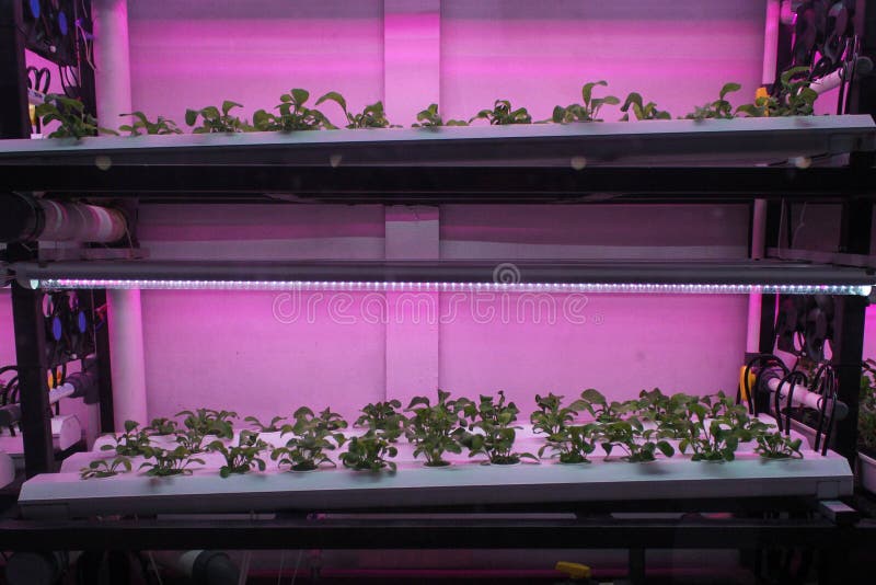 A farm combined with a restaurant in the Semai seeding room is the backdrop for a restaurant cafe in the Alam Sutera area, South Tangerang, Indonesia, Friday (17 2 2023). Controlled Environment Agriculture (CEA), initiated by young farmer Dominique Alexandra, has been running for one year by planting 20 types of food and medicinal plants such as Arugula (spicy), Swiss Chards (earth flavour), Chervils (unique), Viola (edible flowers), Red Veined Sorrels (tamarind) which are harvested six times a month are marketed to various restaurants in Indonesia such as Arugula, Swiss Chards, Chervil, Viola, Red Veined Sorrel, and are the main attraction for visitors to the cafe. A farm combined with a restaurant in the Semai seeding room is the backdrop for a restaurant cafe in the Alam Sutera area, South Tangerang, Indonesia, Friday (17 2 2023). Controlled Environment Agriculture (CEA), initiated by young farmer Dominique Alexandra, has been running for one year by planting 20 types of food and medicinal plants such as Arugula (spicy), Swiss Chards (earth flavour), Chervils (unique), Viola (edible flowers), Red Veined Sorrels (tamarind) which are harvested six times a month are marketed to various restaurants in Indonesia such as Arugula, Swiss Chards, Chervil, Viola, Red Veined Sorrel, and are the main attraction for visitors to the cafe.