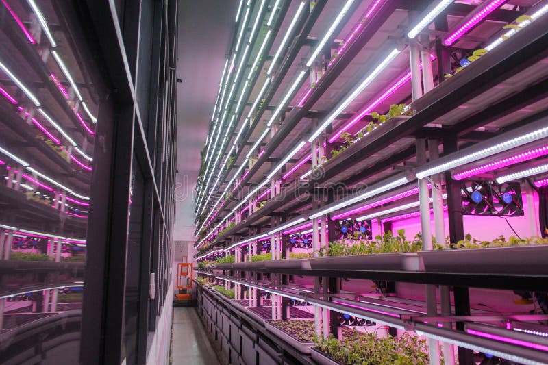 A farm combined with a restaurant in the Semai seeding room is the backdrop for a restaurant cafe in the Alam Sutera area, South Tangerang, Indonesia, Friday (17 2 2023). Controlled Environment Agriculture (CEA), initiated by young farmer Dominique Alexandra, has been running for one year by planting 20 types of food and medicinal plants such as Arugula (spicy), Swiss Chards (earth flavour), Chervils (unique), Viola (edible flowers), Red Veined Sorrels (tamarind) which are harvested six times a month are marketed to various restaurants in Indonesia such as Arugula, Swiss Chards, Chervil, Viola, Red Veined Sorrel, and are the main attraction for visitors to the cafe. A farm combined with a restaurant in the Semai seeding room is the backdrop for a restaurant cafe in the Alam Sutera area, South Tangerang, Indonesia, Friday (17 2 2023). Controlled Environment Agriculture (CEA), initiated by young farmer Dominique Alexandra, has been running for one year by planting 20 types of food and medicinal plants such as Arugula (spicy), Swiss Chards (earth flavour), Chervils (unique), Viola (edible flowers), Red Veined Sorrels (tamarind) which are harvested six times a month are marketed to various restaurants in Indonesia such as Arugula, Swiss Chards, Chervil, Viola, Red Veined Sorrel, and are the main attraction for visitors to the cafe.