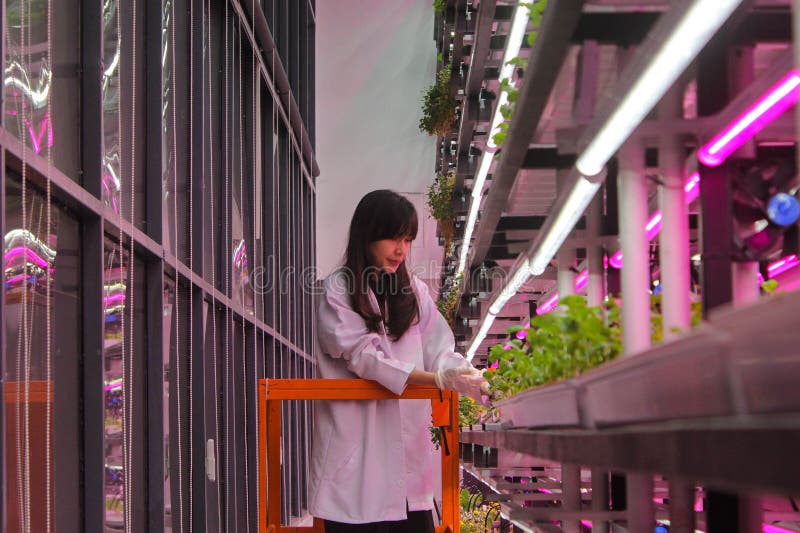 A farm combined with a restaurant in the Semai seeding room is the backdrop for a restaurant cafe in the Alam Sutera area, South Tangerang, Indonesia, Friday (17 2 2023). Controlled Environment Agriculture (CEA), initiated by young farmer Dominique Alexandra, has been running for one year by planting 20 types of food and medicinal plants such as Arugula (spicy), Swiss Chards (earth flavour), Chervils (unique), Viola (edible flowers), Red Veined Sorrels (tamarind) which are harvested six times a month are marketed to various restaurants in Indonesia such as Arugula, Swiss Chards, Chervil, Viola, Red Veined Sorrel, and are the main attraction for visitors to the cafe. A farm combined with a restaurant in the Semai seeding room is the backdrop for a restaurant cafe in the Alam Sutera area, South Tangerang, Indonesia, Friday (17 2 2023). Controlled Environment Agriculture (CEA), initiated by young farmer Dominique Alexandra, has been running for one year by planting 20 types of food and medicinal plants such as Arugula (spicy), Swiss Chards (earth flavour), Chervils (unique), Viola (edible flowers), Red Veined Sorrels (tamarind) which are harvested six times a month are marketed to various restaurants in Indonesia such as Arugula, Swiss Chards, Chervil, Viola, Red Veined Sorrel, and are the main attraction for visitors to the cafe.