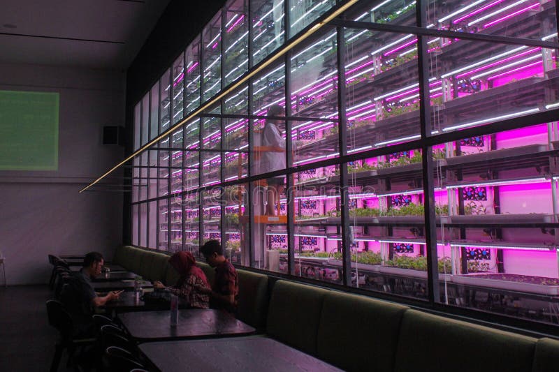 A farm combined with a restaurant in the Semai seeding room is the backdrop for a restaurant cafe in the Alam Sutera area, South Tangerang, Indonesia, Friday (17 2 2023). Controlled Environment Agriculture (CEA), initiated by young farmer Dominique Alexandra, has been running for one year by planting 20 types of food and medicinal plants such as Arugula (spicy), Swiss Chards (earth flavour), Chervils (unique), Viola (edible flowers), Red Veined Sorrels (tamarind) which are harvested six times a month are marketed to various restaurants in Indonesia such as Arugula, Swiss Chards, Chervil, Viola, Red Veined Sorrel, and are the main attraction for visitors to the cafe. A farm combined with a restaurant in the Semai seeding room is the backdrop for a restaurant cafe in the Alam Sutera area, South Tangerang, Indonesia, Friday (17 2 2023). Controlled Environment Agriculture (CEA), initiated by young farmer Dominique Alexandra, has been running for one year by planting 20 types of food and medicinal plants such as Arugula (spicy), Swiss Chards (earth flavour), Chervils (unique), Viola (edible flowers), Red Veined Sorrels (tamarind) which are harvested six times a month are marketed to various restaurants in Indonesia such as Arugula, Swiss Chards, Chervil, Viola, Red Veined Sorrel, and are the main attraction for visitors to the cafe.