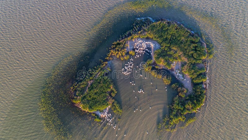 Dalmatian pelicans pelecanus crispus in Danube Delta. Aerial view with drone. Ceaplace island, Romania. Dalmatian pelicans pelecanus crispus in Danube Delta. Aerial view with drone. Ceaplace island, Romania