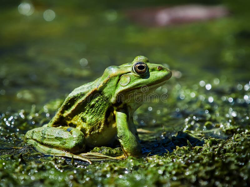 Marsh Frog in the Danube Delta, Tulcea, Romania. Marsh Frog in the Danube Delta, Tulcea, Romania