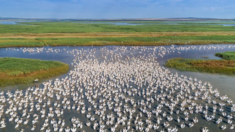 Colony of pelicans in the Danube Delta, Romania. Colony of pelicans in the Danube Delta, Romania