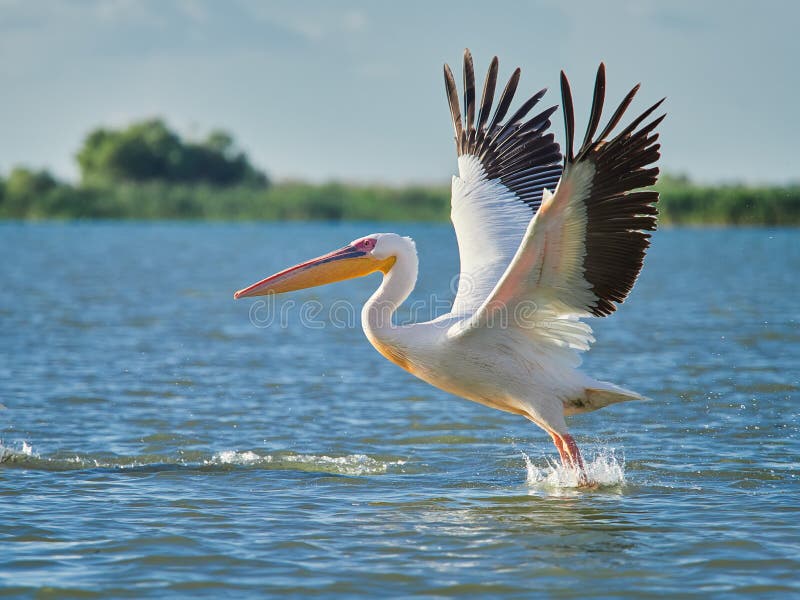 Wild Pelicans in The Danube Delta in Tulcea, Romania. Wild Pelicans in The Danube Delta in Tulcea, Romania.