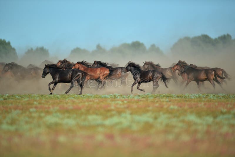 Wild horses in Danube Delta in Romania. Wild horses in Danube Delta in Romania