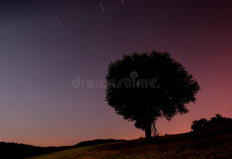 Scenic view of shooting stars in night sky with tree silhouetted in foreground. Scenic view of shooting stars in night sky with tree silhouetted in foreground.