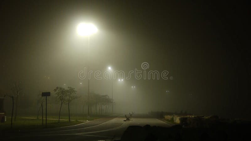 在夜街道公园的有雾的天气