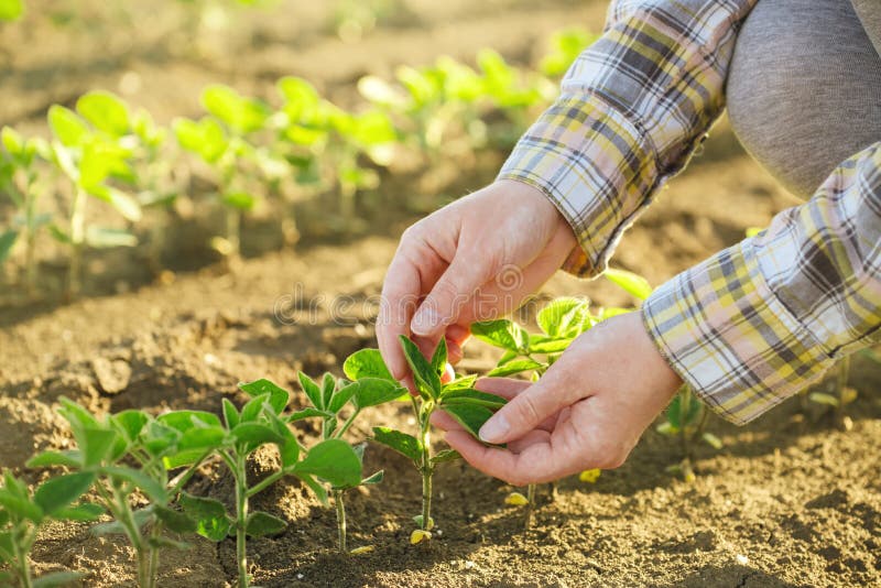 Female farmer's hands in soybean field, responsible farming and dedicated agricultural crop protection, soy bean plants growth control, selective focus. Female farmer's hands in soybean field, responsible farming and dedicated agricultural crop protection, soy bean plants growth control, selective focus.