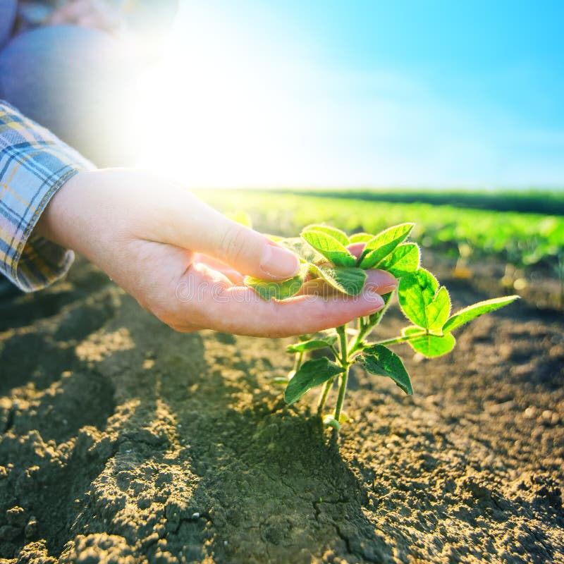 Female farmer's hands in soybean field, responsible farming and dedicated agricultural crop protection, soy bean plants growth control, selective focus. Female farmer's hands in soybean field, responsible farming and dedicated agricultural crop protection, soy bean plants growth control, selective focus.