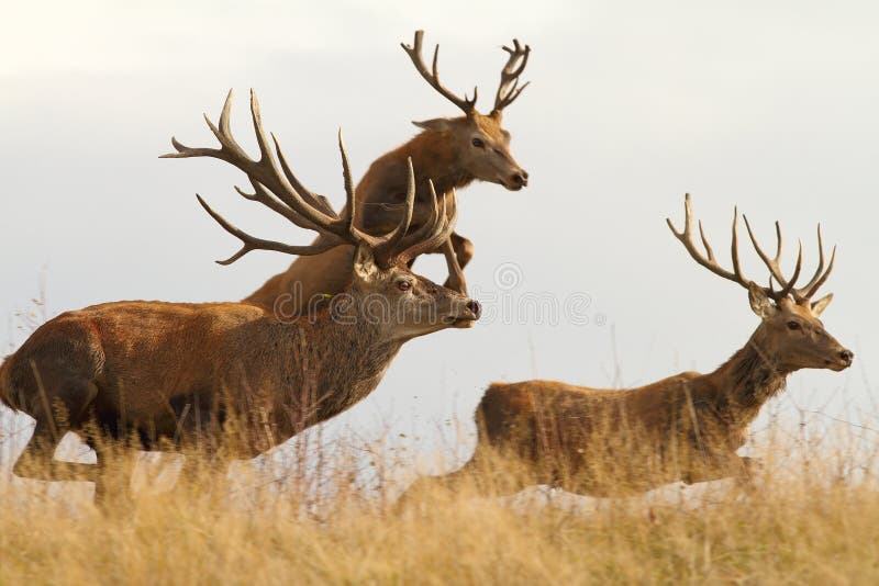 Red deers ( Cervus elaphus ) on a wild run, one in the air. Red deers ( Cervus elaphus ) on a wild run, one in the air