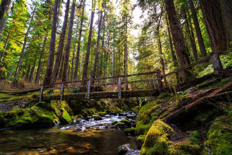 Bridge over the Stream, Sol Duc Wilderness at Olympic National Park Washington. Bridge over the Stream, Sol Duc Wilderness at Olympic National Park Washington