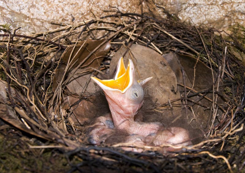 Closeup of a nest with a baby bird waiting for food with it's mouth wide open. Closeup of a nest with a baby bird waiting for food with it's mouth wide open.