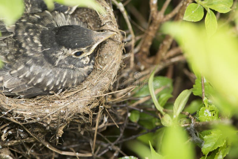 Mother bird in nest sitting on eggs. Mother bird in nest sitting on eggs