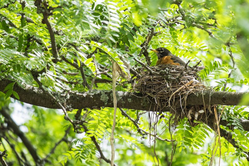 A robin setting in her nest keeping the chicks warm #3. A robin setting in her nest keeping the chicks warm #3