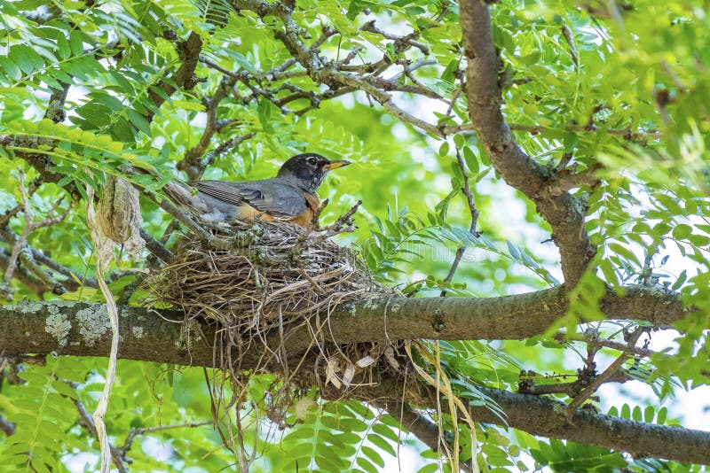 A robin setting in her nest keeping the chicks warm #1. A robin setting in her nest keeping the chicks warm #1