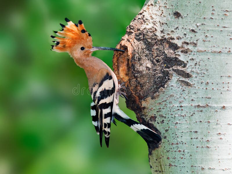 Hoopoe at nest hole at tree trunk with raised crown. Hoopoe at nest hole at tree trunk with raised crown