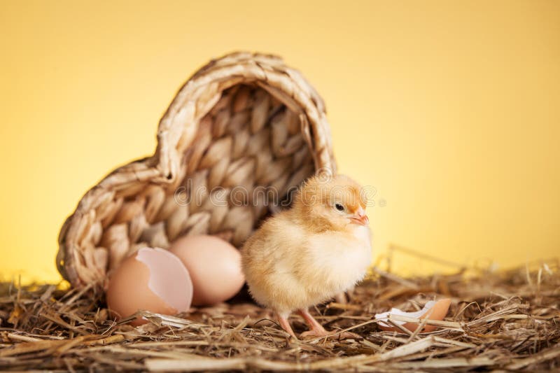 Fluffy small chicken in nest. Fluffy small chicken in nest