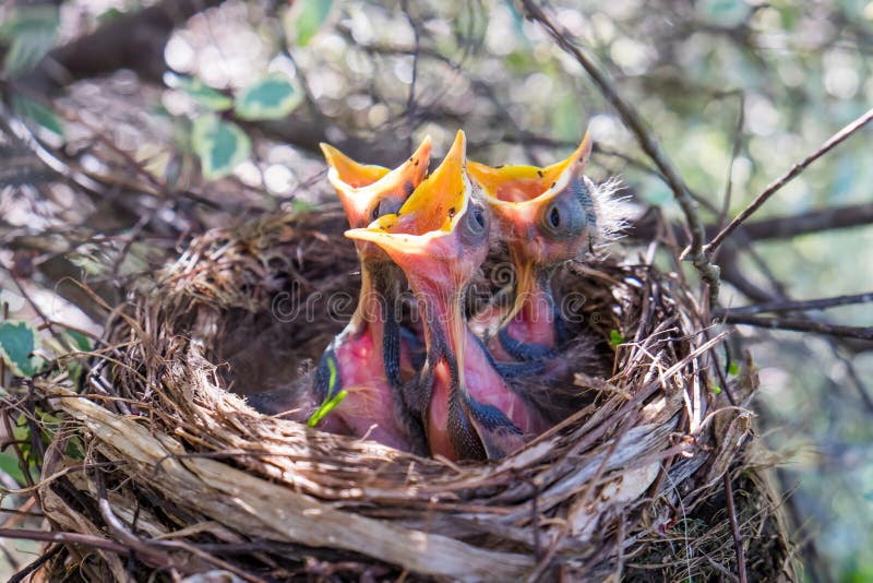 Three young baby birds in a nest with mouth beaks wide open waiting to be fed. Three young baby birds in a nest with mouth beaks wide open waiting to be fed