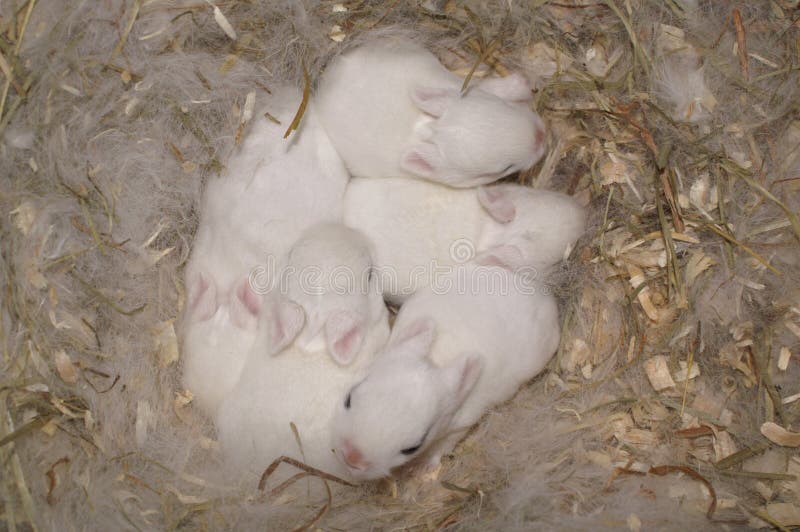 A fur-filled nest of Dwarf Hotot baby bunnies. Babies are around eight days old, eyes are not yet open. A fur-filled nest of Dwarf Hotot baby bunnies. Babies are around eight days old, eyes are not yet open.