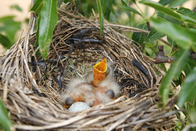 Baby birds with open mouth, in the nest. Baby birds with open mouth, in the nest