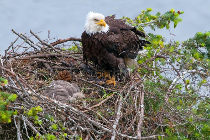 Bald Eagle in the nest, with baby chick sleeping. British Columbia, Canada. Bald Eagle in the nest, with baby chick sleeping. British Columbia, Canada.