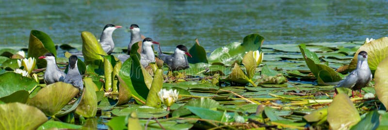 During a birdwatching tour on Danube delta at Spring, Sterns families family observed in a protected area. During a birdwatching tour on Danube delta at Spring, Sterns families family observed in a protected area.