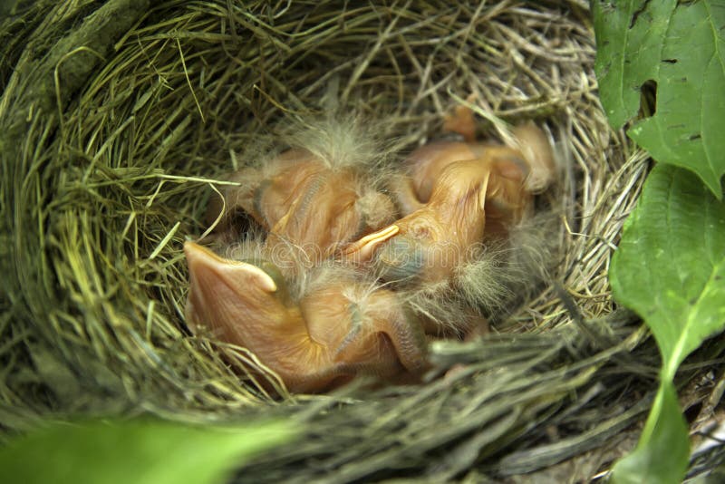 Close-up of just hatched Robin chicks in nest. Close-up of just hatched Robin chicks in nest