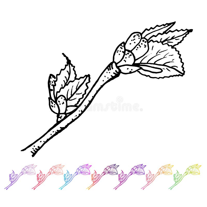 在工厂设计导航有叶子黑样式的肾脏芽 手画春天庭院植物群 被隔绝的黑sletch 皇族释放例证 在工厂设计导航有叶子黑样式的肾脏芽 手画春天庭院植物群 被隔绝的黑sletch 皇族释放例证