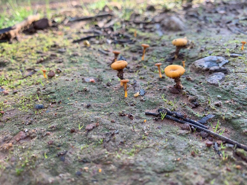 在戈兹山脉 库存图片