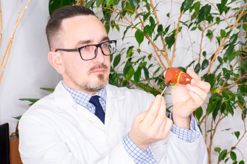 在接受治疗的医生向患者展示了人类肝脏缩小的解剖图形，该图形指示病理或问题在哪里 免版税库存图片