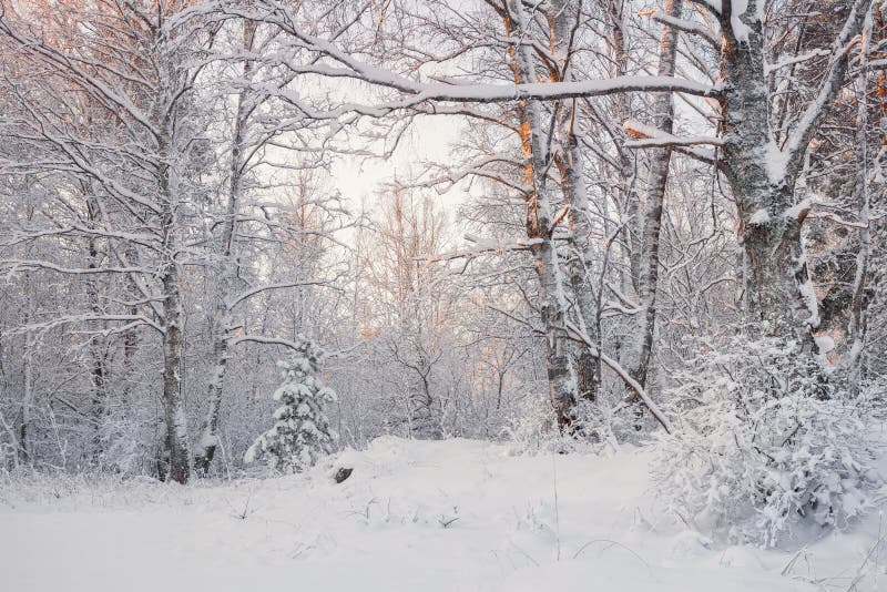 在斯诺伊ForestWinter森林风景的冷淡的风景 美好的冬天早晨在一个积雪的桦树森林积雪的Tr里 图库摄影 在斯诺伊ForestWinter森林风景的冷淡的风景 美好的冬天早晨在一个积雪的桦树森林积雪的Tr里 图库摄影