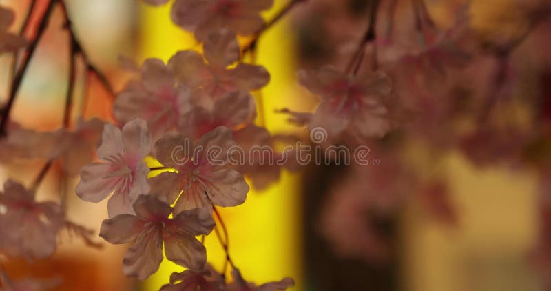 在新宿，人造樱花在夜间手持