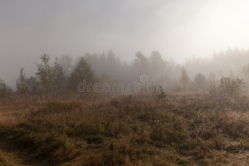 在日出的早晨雾在木头。 秋天横向